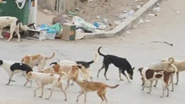 A campaign to kill stray dogs in Idlib and demands for alternatives