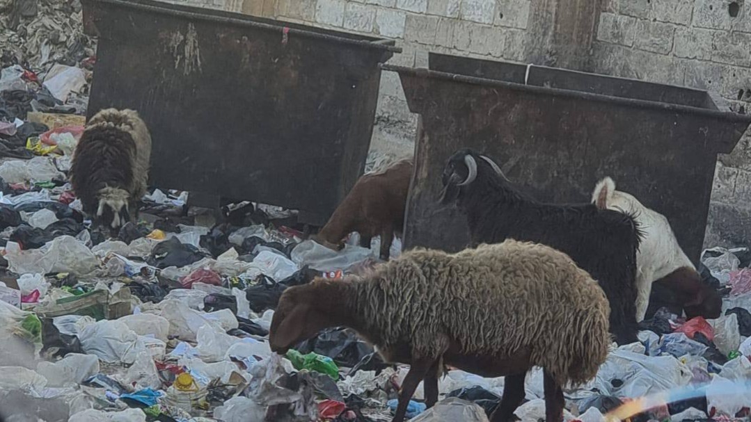 “غنم ترعى فوق القمامة”… بلدية السبينة تدق ناقوس الخطر حول سلوكيات تهدد الصحة العامة