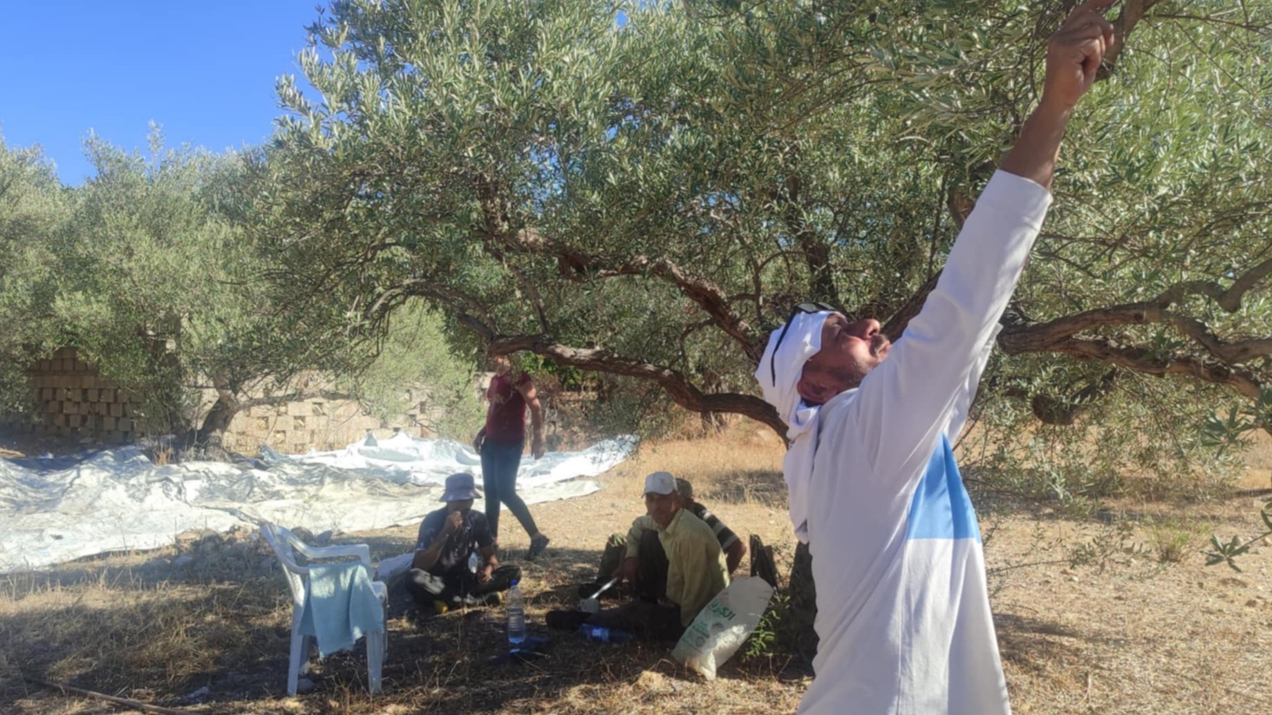 400 to 40 tanka.. A harsh year marks the worst olive seasons in Latakia