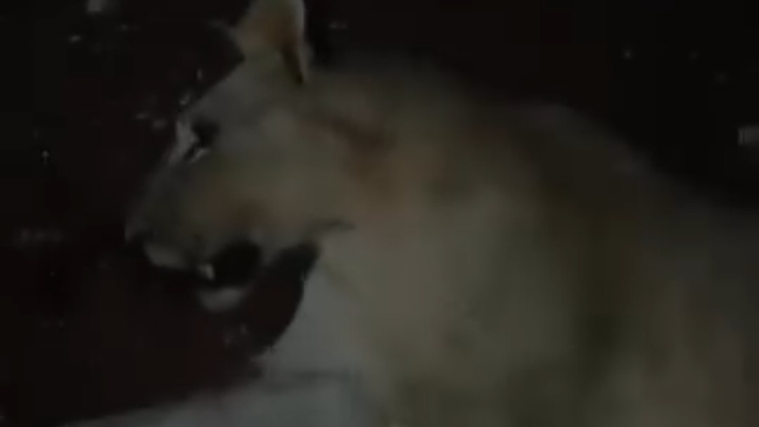 ذعر في سراقب بعد هروب لبؤة من مزرعة خاصة ومقتلها برصاص الأهالي