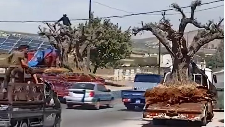 ما قصة سرقة أشجار الزيتون في عفرين ونقلها الى تركيا؟