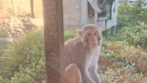 The monkey “Rico” ignites Damascus: the escape of monkeys from Al-Adawi park provokes ridicule and anger