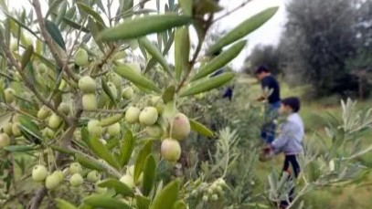 Decline in olive production on the coast... Farmers hold drought and fires responsible