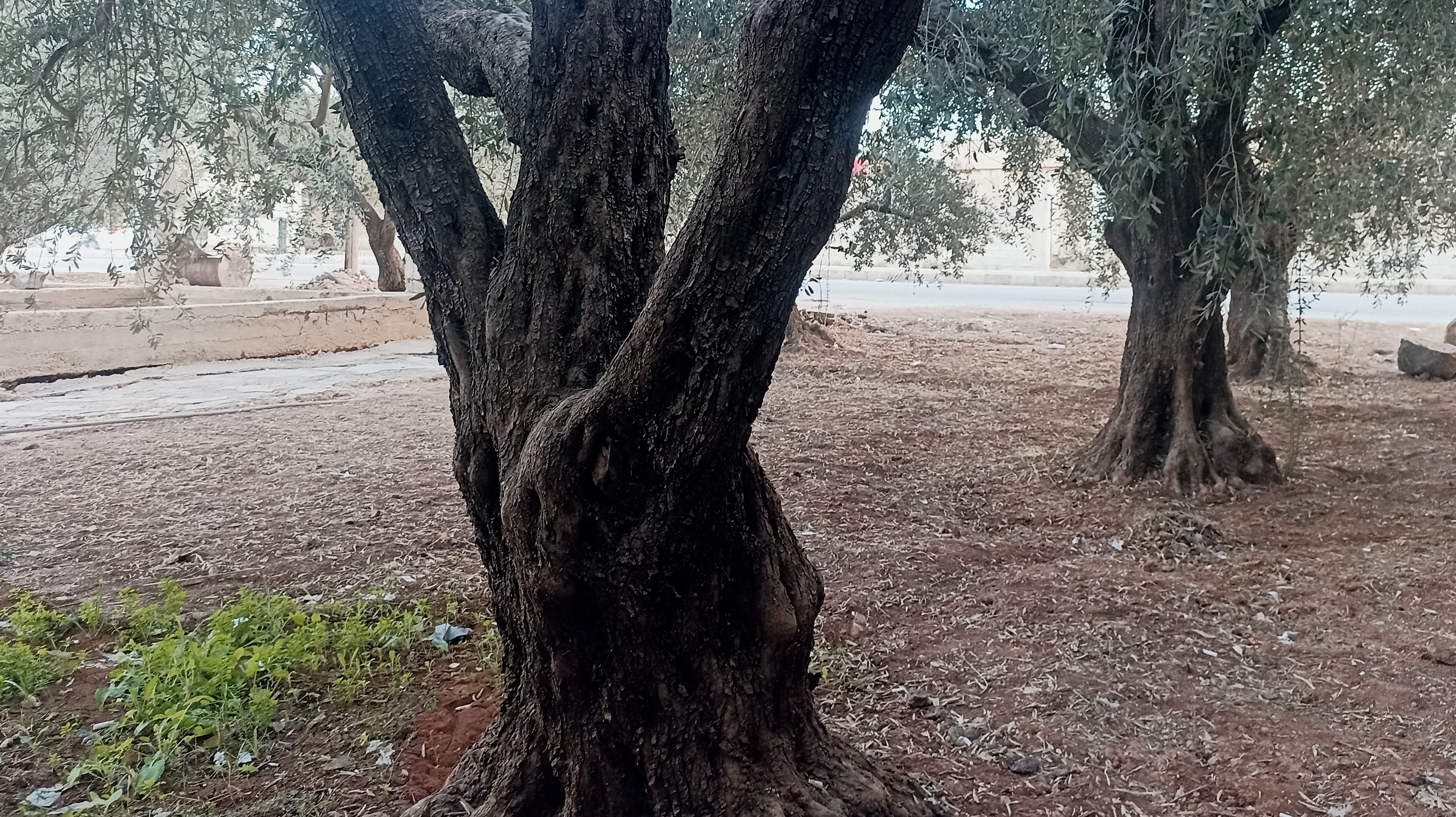 موسم زيتون درعا... جفاف وأعباء تثقل كاهل المزارعين