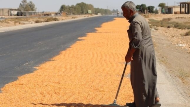 محاصيل الذرة الصفراء في الرقة مهددة بالتلف