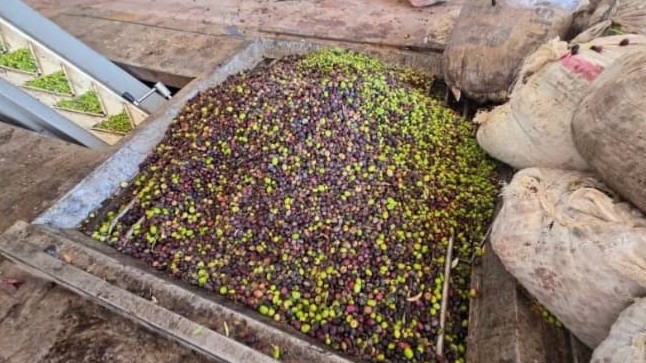 جفاف وأعباء متزايدة… موسم الزيتون في الرقة يتراجع والمزارعون يطالبون بدعم أكبر