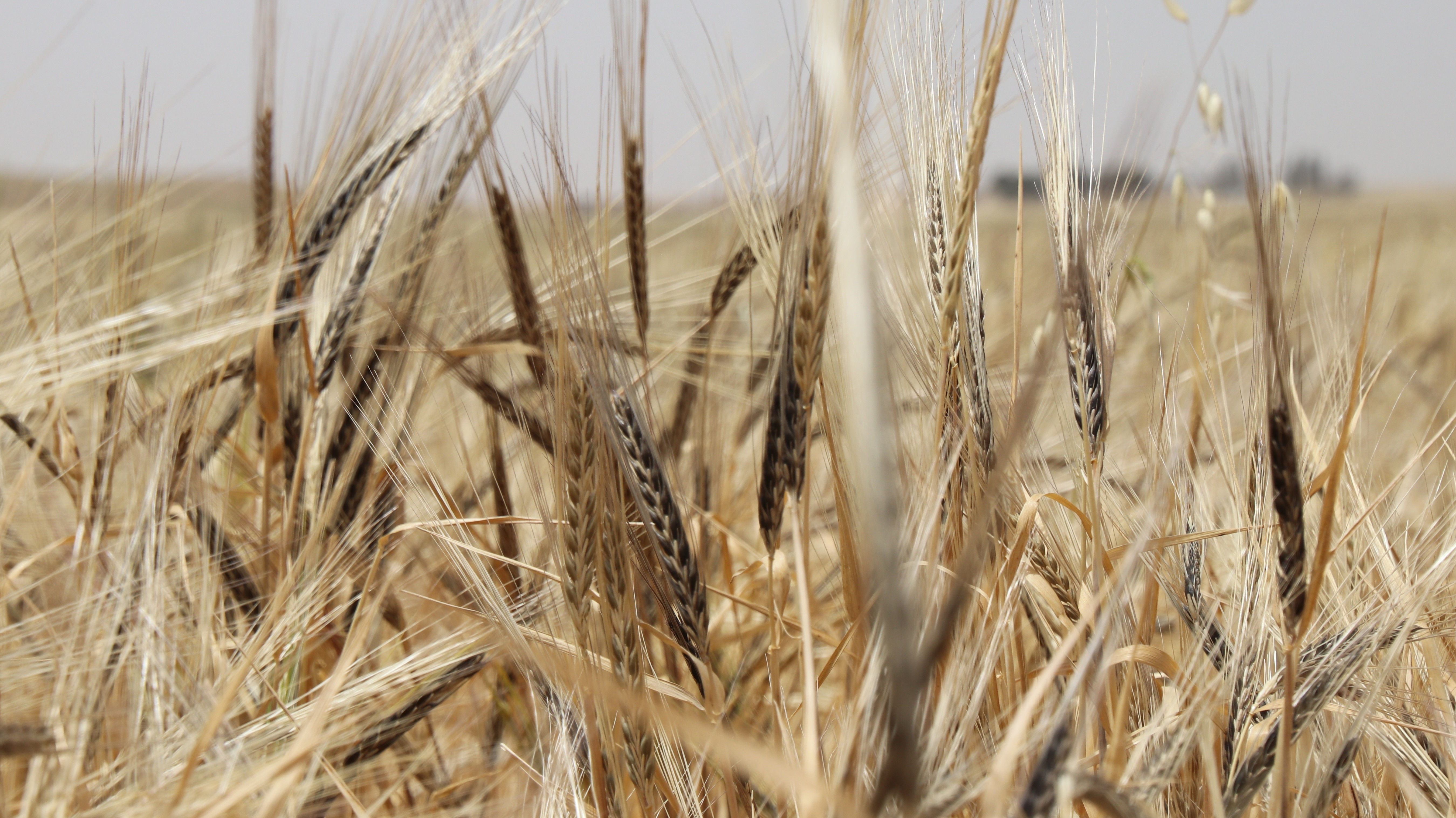 In order to produce high-quality seeds... the Seed Breeding Foundation signs contracts with Raqqa farmers