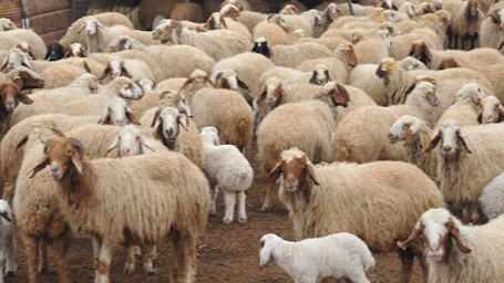 إحصاء الثروة الحيوانية مستمر وسط مطالب المربين بتوفير المواد العلفية