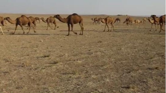 معاناة مربّي الإبل تتفاقم مع اشتداد موجة الجفاف