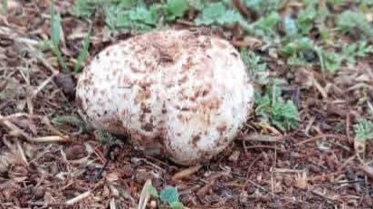   جمع الفطر البري… رحلة لا تُعوّض في ريف القنيطرة