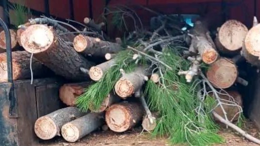 Confiscation of pine wood intended for smuggling in Drekesh