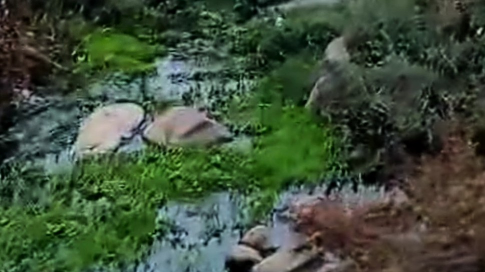 Health and environmental crisis threatens residents of Al-Asha village in Quneitra countryside