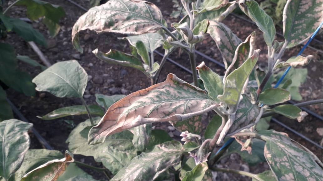 غياب الكهرباء والصقيع يهددان المحاصيل الشتوية في ريف جبلة 