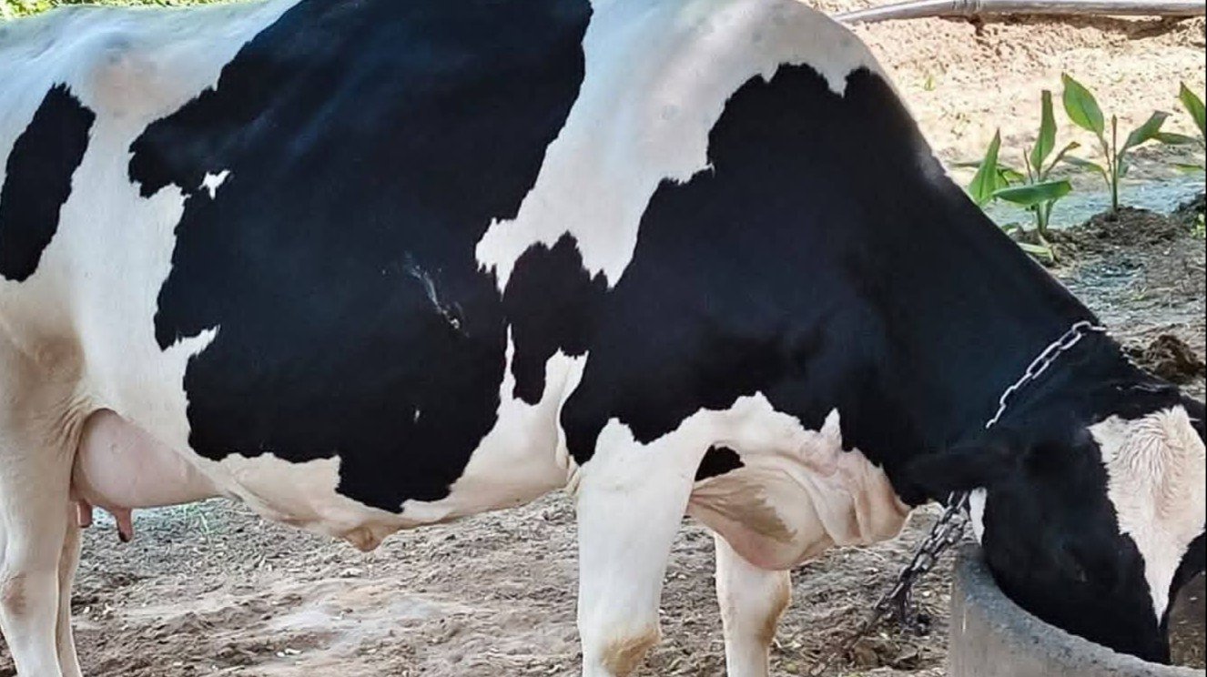   تفشٍ سريع لمرض الحمى القلاعية يهدد الثروة الحيوانية