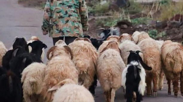 A goat herd died due to poisoned wheat in the northern countryside of Daraa
