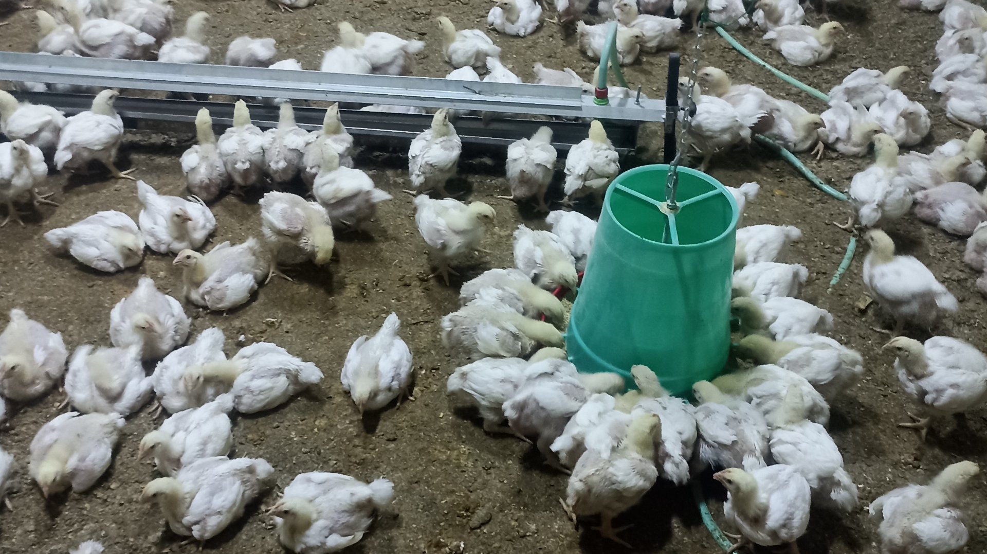 Poultry prices in Daraa have risen 50% since the beginning of the year