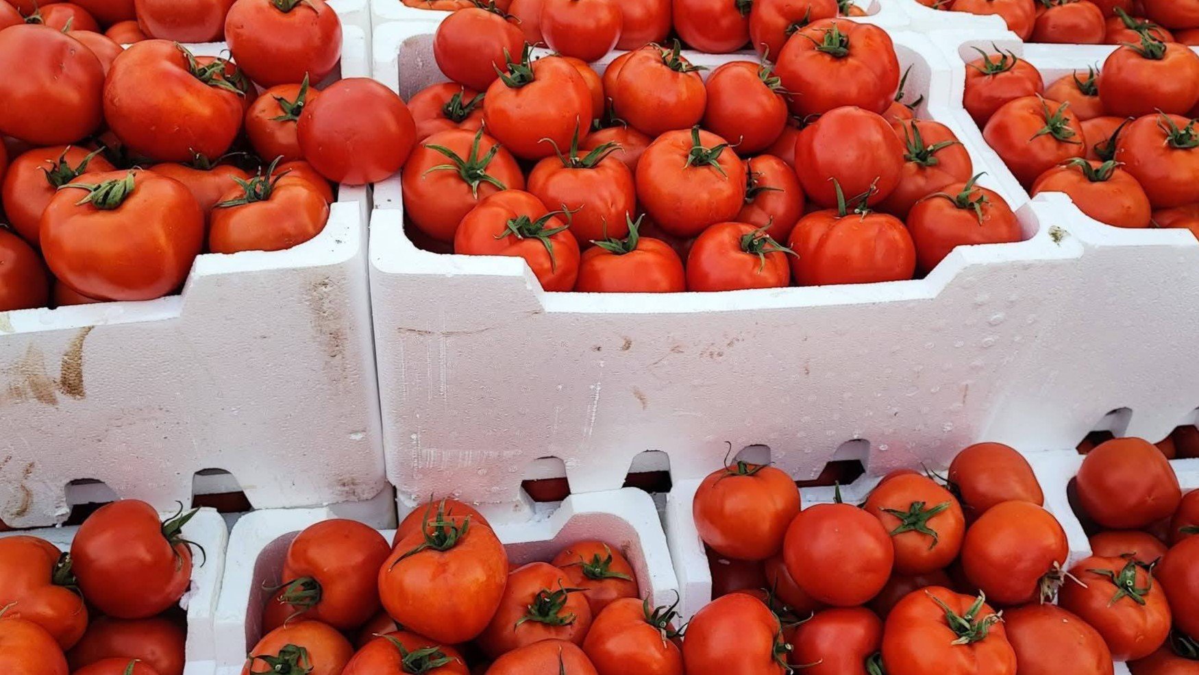 أسعار البندورة تحلق في أسواق حمص 