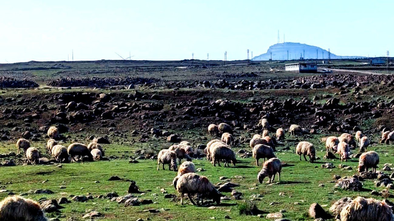 القنيطرة...  الاحتلال يختطف 4 مدنيين بينهم طفل