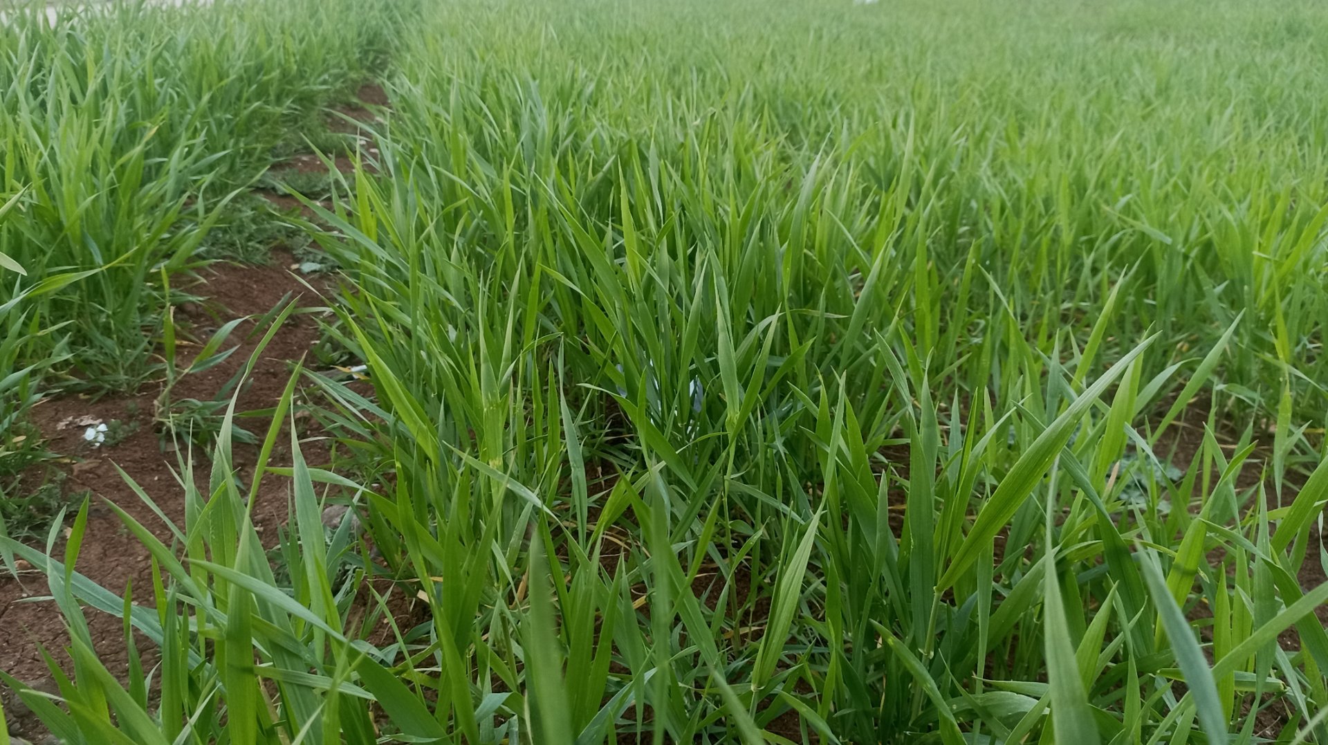 Daraa... High farming costs and rainfall promise a promising season