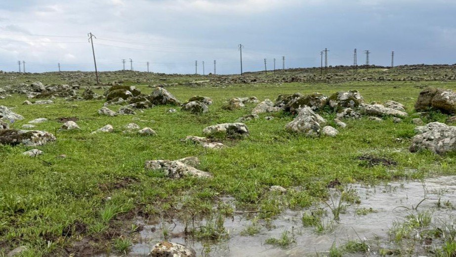 The Pastures Are Good... Sheep Breeders in Homs Are Optimistic