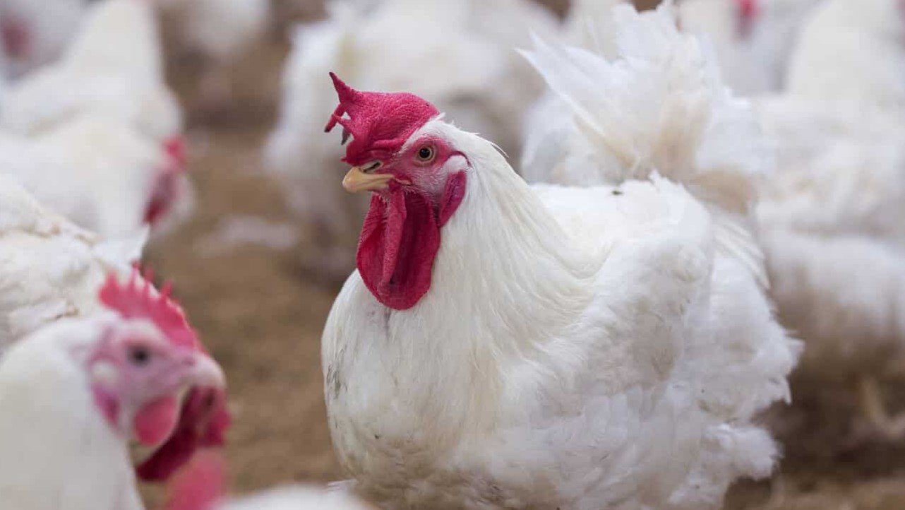 Import of Live Chickens Extended in Syria Amid Continued Price Hikes