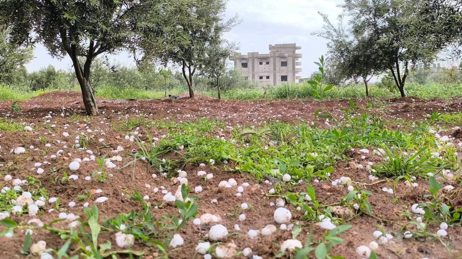 بالصور.. أضرار جسيمة نتيجة البرَد في درعا