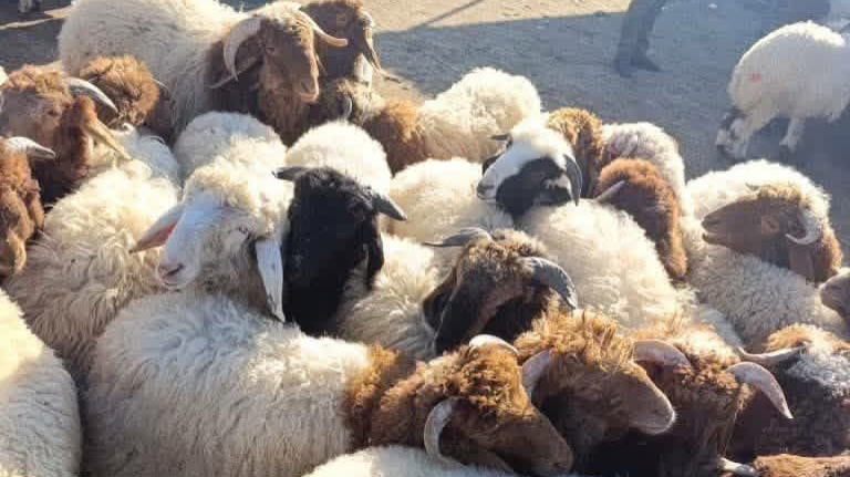 مشاجرة وإطلاق نار في سوق المواشي بحماة