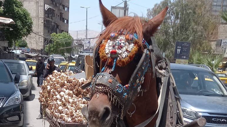 Horses Instead of Trucks: A Popular Economy Roaming the Alleys of Damascus