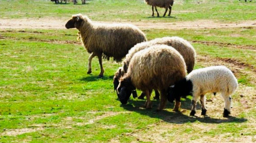 Daraa: Livestock Prices Stabilize Amidst Brisk Activity Ahead of Eid al-Adha