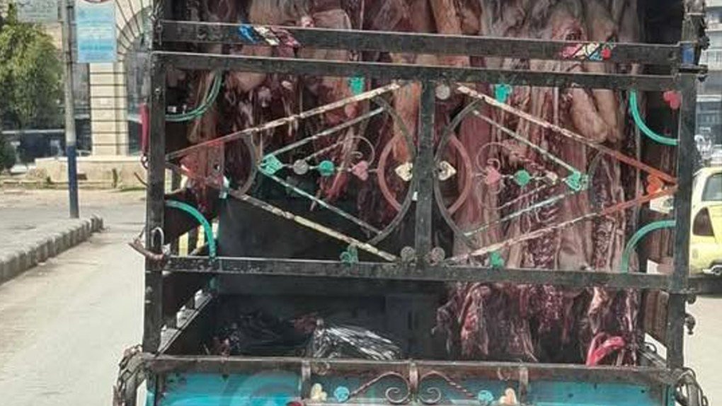 In Aleppo... meat roams the garbage-strewn neighborhoods in search of disease